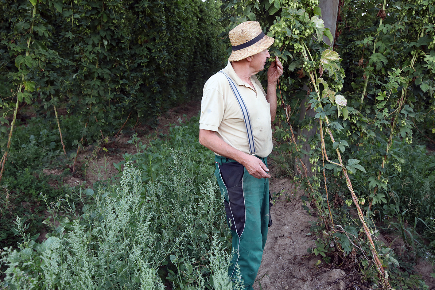 Farmer examining hop plants in a German hop field
