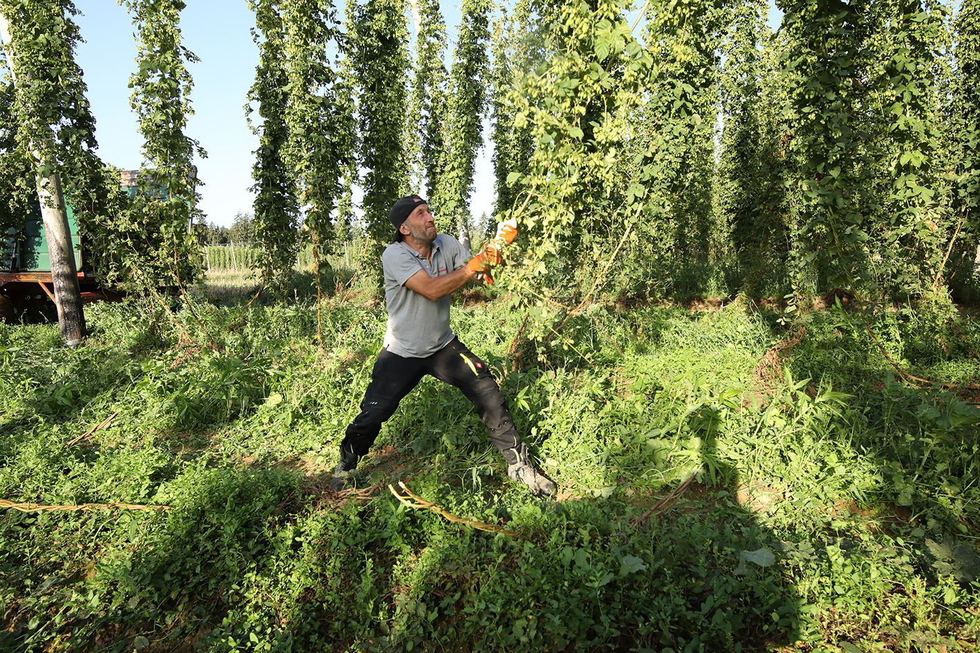 A harvester pulling tall hop vines during harvest in a German hop field