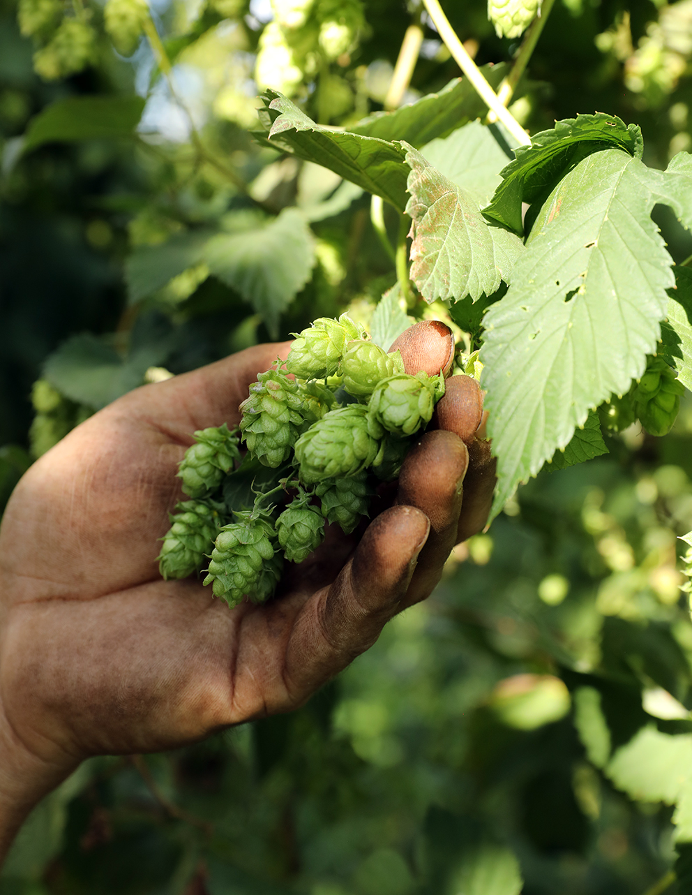Franz's hand cupping a cluster of fresh green hop cones