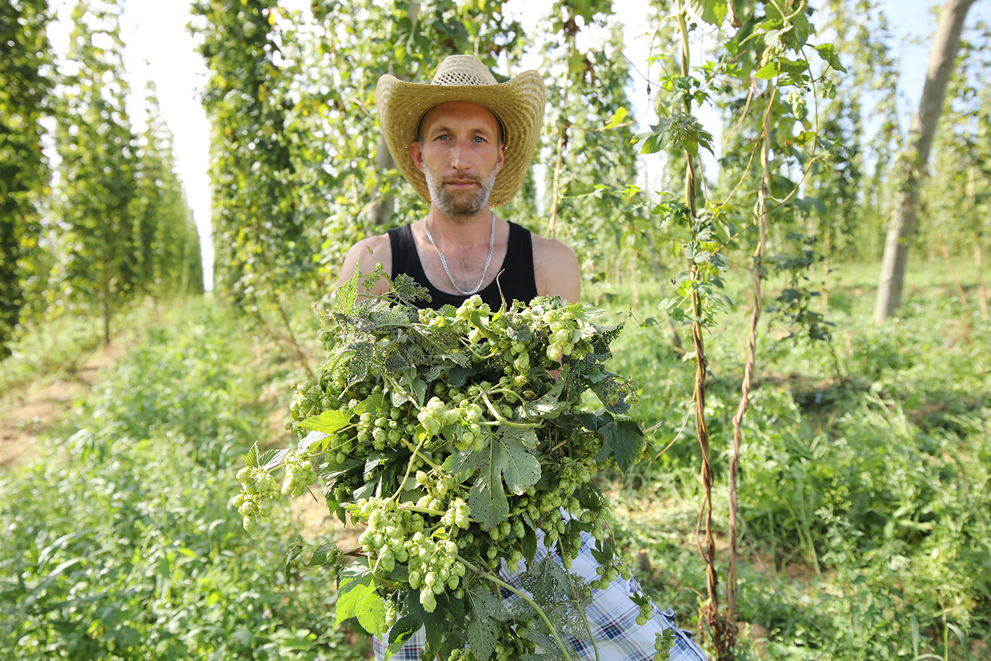 Worker holding freshly harvested hop plants in a German hop field