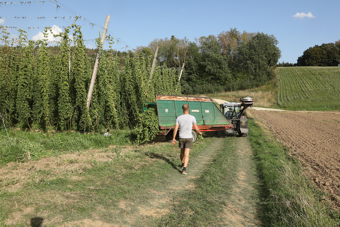 A worker walking toward a hop-harvesting machine between rows of tall hop plants