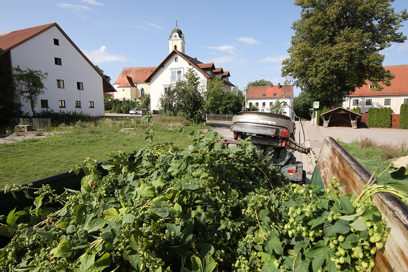 A trailer loaded with harvested hop plants with a church and village visible in the Hallertau distance