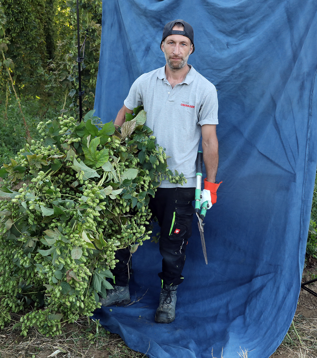 A worker standing with freshly harvested hop plants and pruning tools in a Hallertau hop field