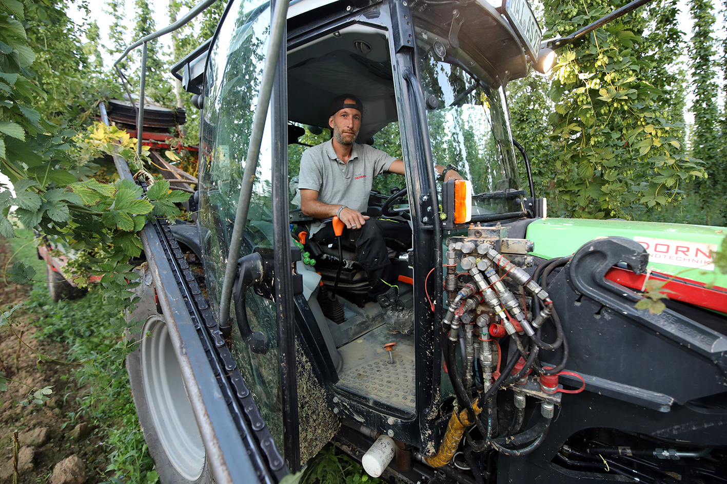 A worker seated inside the cab of a hop-harvesting machine in Hallertau