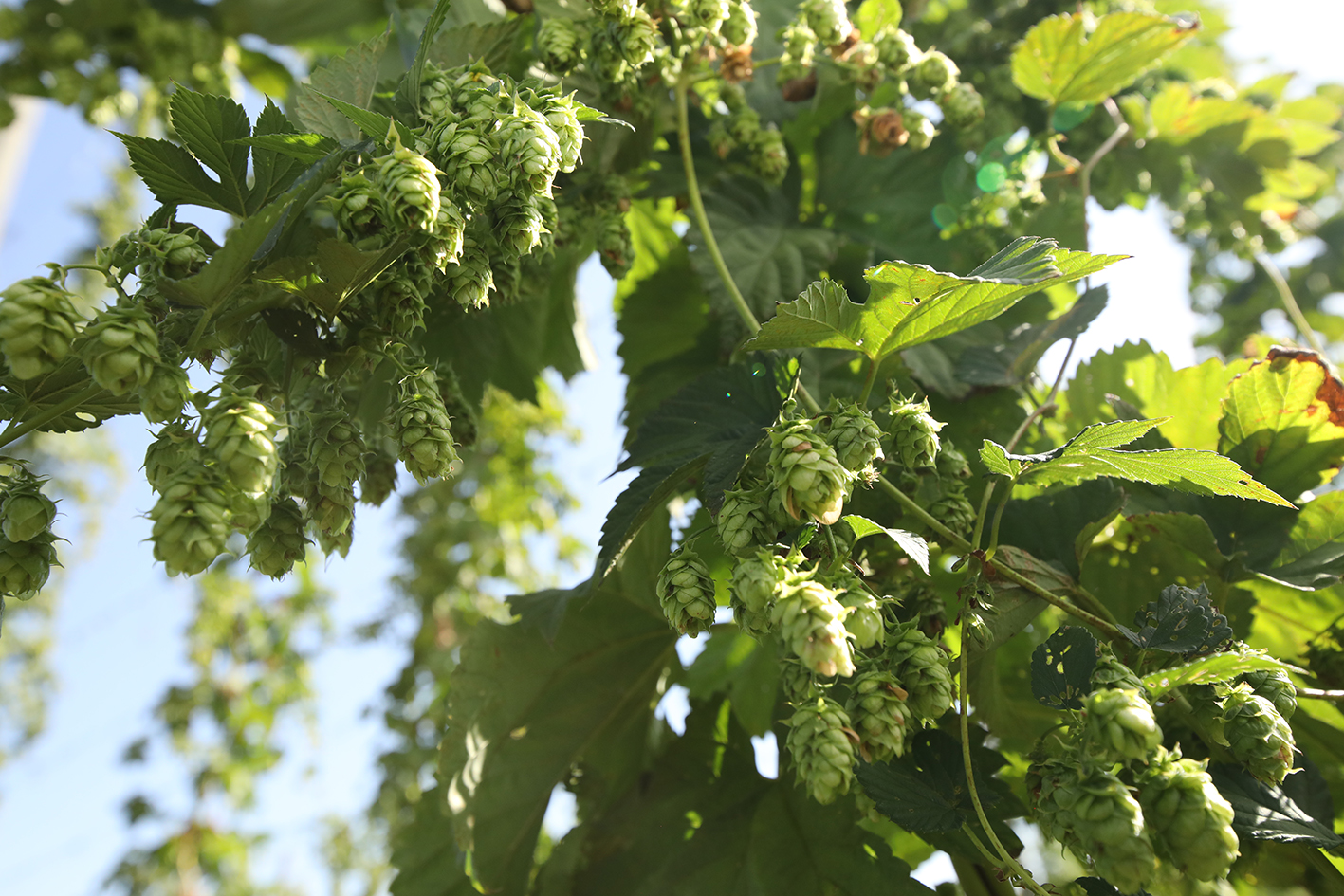 Close-up of hop cones on the vine in a German hop field