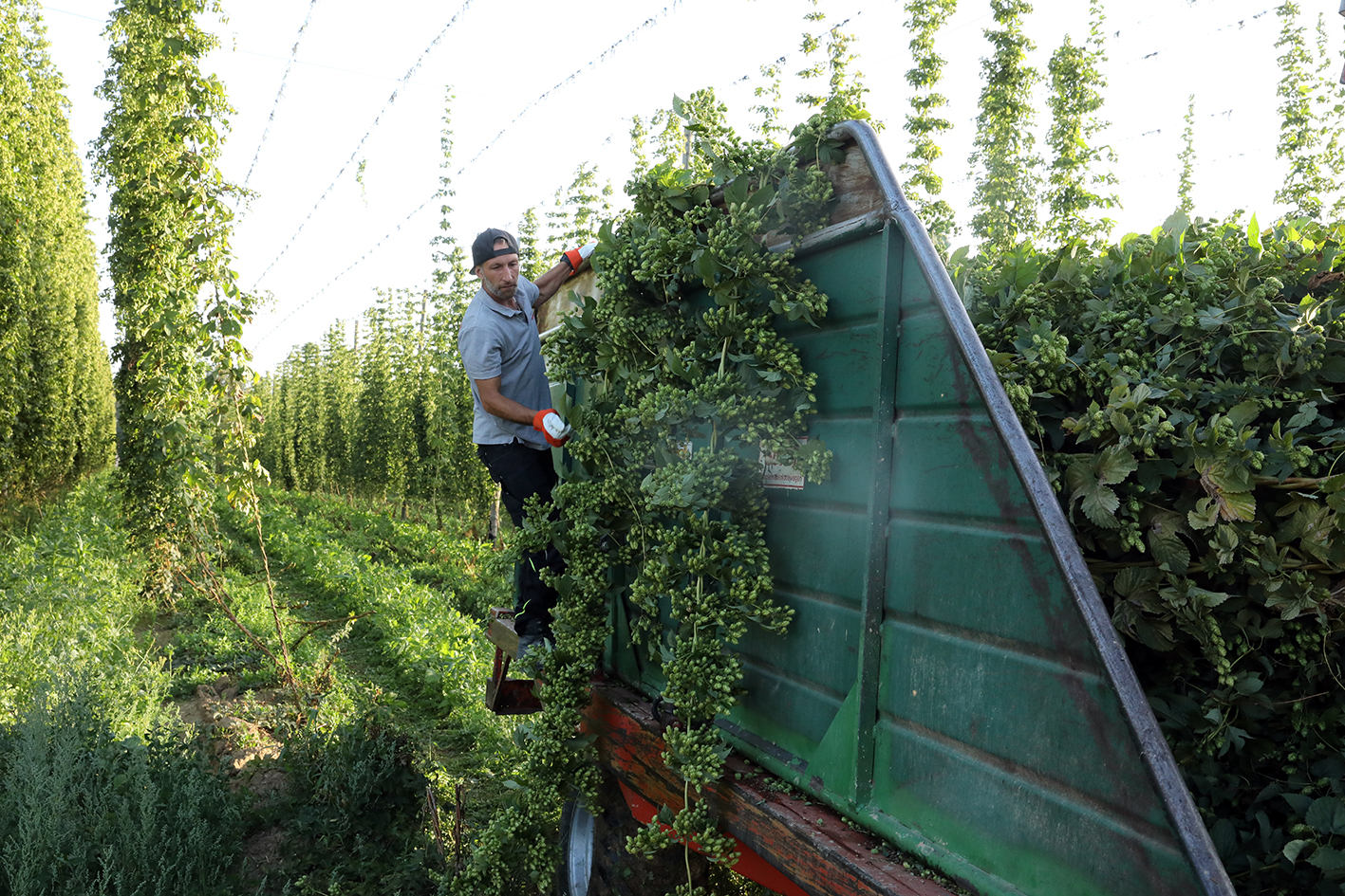Worker loading harvested hop plants onto a trailer in a German hop field